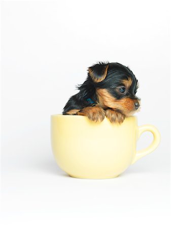 Yorkshire Terrier Puppy in Mug Stock Photo - Premium Royalty-Free, Code: 600-02377187
