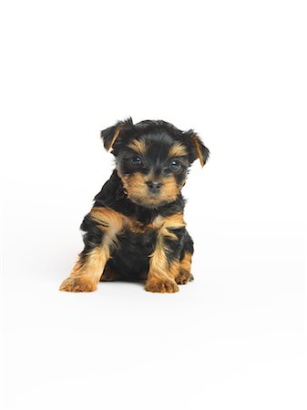 Portrait of Yorkshire Terrier Puppy Stock Photo - Premium Royalty-Free, Code: 600-02377180