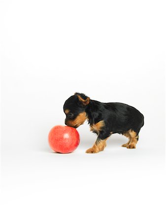 simsearch:600-01695288,k - Yorkshire Terrier Puppy with Apple Stock Photo - Premium Royalty-Free, Code: 600-02377183