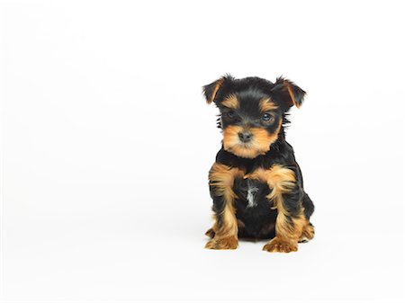 Portrait of Yorkshire Terrier Puppy Stock Photo - Premium Royalty-Free, Code: 600-02377196