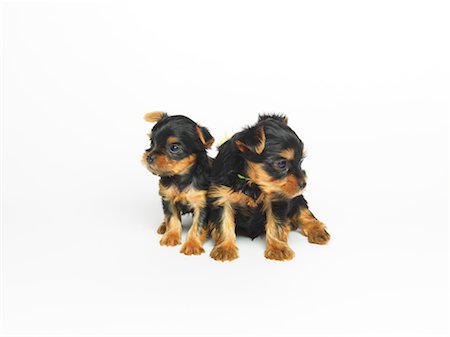 Yorkshire Terrier Puppies Stock Photo - Premium Royalty-Free, Code: 600-02377193