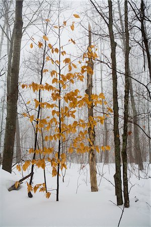 simsearch:600-02076402,k - Tree in Late Autumn, Mount Tremblant, Quebec, Canada Stock Photo - Premium Royalty-Free, Code: 600-02377447