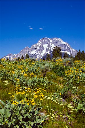 simsearch:600-01603974,k - Grand Teton Mountains, Wyoming, USA Stock Photo - Premium Royalty-Free, Code: 600-02371379