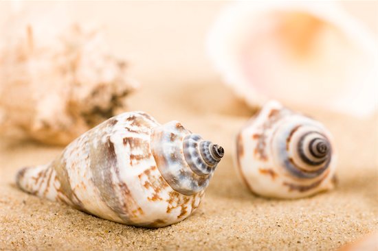 Seashells in Sand