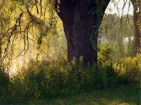 Willow Tree by Pond Stock Photo - Premium Royalty-Free, Code: 600-02594201