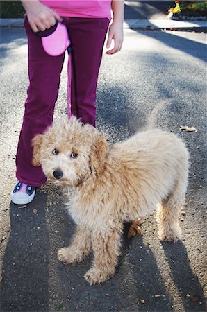 dog walker - Portrait of Labradoodle Puppy With Girl Stock Photo - Premium Royalty-Free, Code: 600-02594356