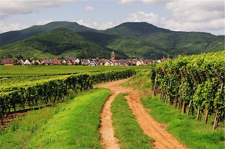 french country - Vineyard in Kaysersberg, Haut-Rhin, Alsace, France Stock Photo - Premium Royalty-Free, Code: 600-02590850