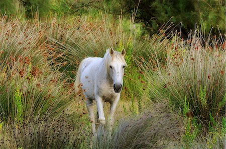 simsearch:600-02886705,k - Portrait of Camargue Horse, Camargue, France Stock Photo - Premium Royalty-Free, Code: 600-02590868