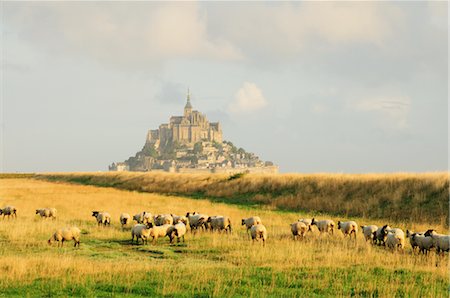 Sheep in Field Near Mont Saint-Michel, Normandy, France Stock Photo - Premium Royalty-Free, Code: 600-02590902