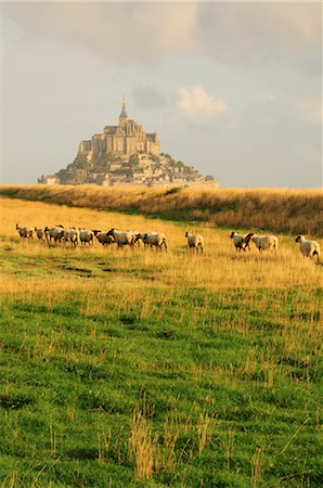 Sheep in Field Near Mont Saint-Michel, Normandy, France Stock Photo - Premium Royalty-Free, Code: 600-02590903
