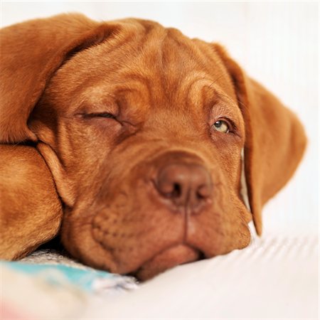 simsearch:600-01695284,k - Portrait of Sleepy Dogue de Bordeaux Puppy With One Eye Open Stock Photo - Premium Royalty-Free, Code: 600-02637336