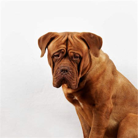 simsearch:600-03179193,k - Portrait of Dogue de Bordeaux Stock Photo - Premium Royalty-Free, Code: 600-02637338