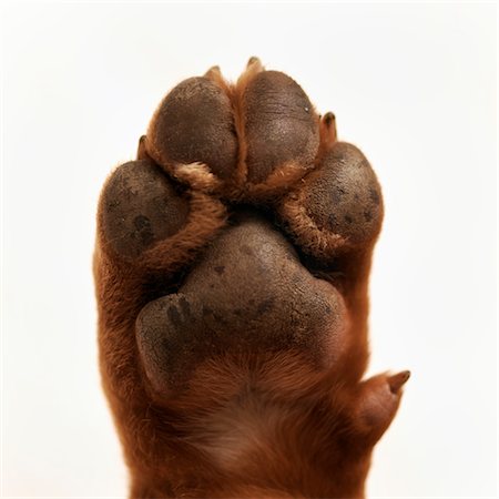 simsearch:600-01695288,k - Close-up of Dog's Paw Stock Photo - Premium Royalty-Free, Code: 600-02637331