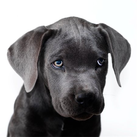 simsearch:600-01695288,k - Portrait of Cane Corso Puppy Stock Photo - Premium Royalty-Free, Code: 600-02637345