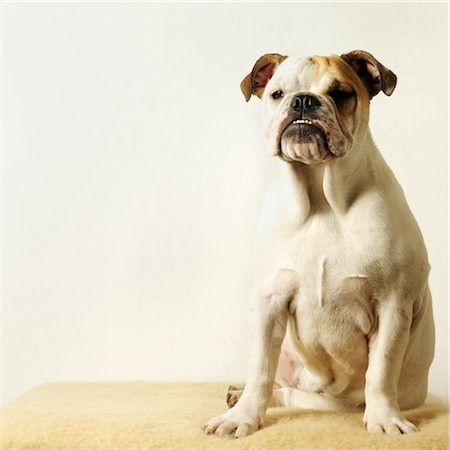Portrait of Bull Dog Stock Photo - Premium Royalty-Free, Code: 600-02637340