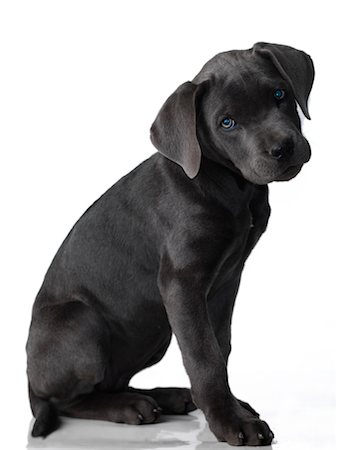 simsearch:600-03179193,k - Portrait of Cane Corso Puppy Stock Photo - Premium Royalty-Free, Code: 600-02637342