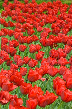 Tulips, Botanic Garden, Madrid, Spain Stock Photo - Premium Royalty-Free, Code: 600-02638006