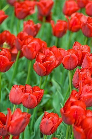 Tulips, Botanic Garden, Madrid, Spain Stock Photo - Premium Royalty-Free, Code: 600-02638007