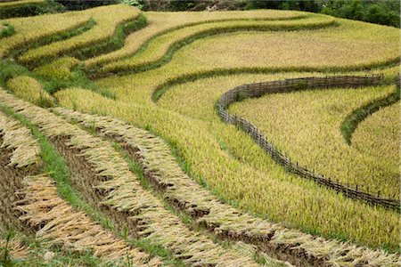 simsearch:600-02738422,k - Rice Fields, Sa Pa, Province de Lao Cai, Vietnam Photographie de stock - Premium Libres de Droits, Code: 600-02638024