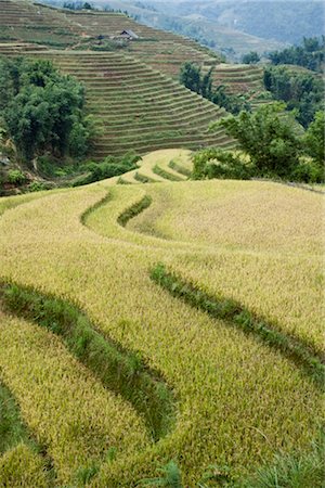 simsearch:700-01954895,k - Rice Fields, Sa Pa, Lao Cai Province, Vietnam Stock Photo - Premium Royalty-Free, Code: 600-02638025