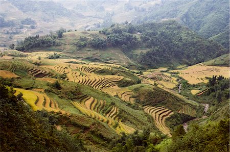 simsearch:600-02738422,k - Rice Fields, Sa Pa, Province de Lao Cai, Vietnam Photographie de stock - Premium Libres de Droits, Code: 600-02638021