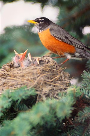 Robin with Chicks in Nest Stock Photo - Premium Royalty-Free, Code: 600-02645656