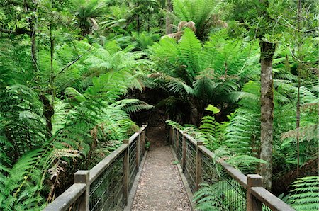 simsearch:600-03445381,k - Path, Dandenong Ranges National Park, Victoria, Australia Stock Photo - Premium Royalty-Free, Code: 600-02659886