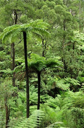 fern - Tree Ferns, Dandenong Ranges National Park, Victoria, Australia Stock Photo - Premium Royalty-Free, Code: 600-02659891