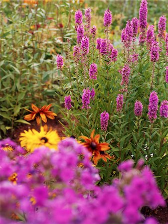 Flowers in Garden Stock Photo - Premium Royalty-Free, Code: 600-02669233