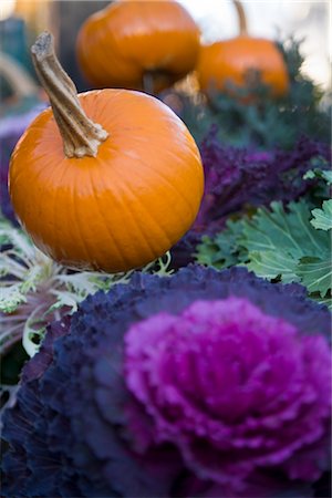 Pumpkins and Cabbage, Grafton, Vermont, USA Stock Photo - Premium Royalty-Free, Code: 600-02660018