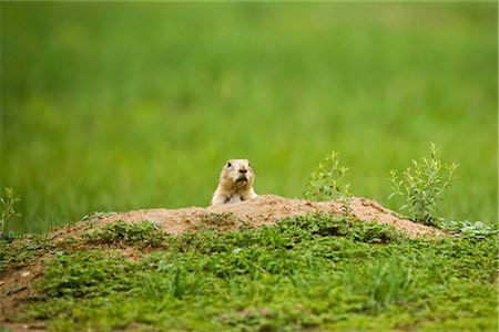 Marmotte dans champ, Dakota du Sud, USA Photographie de stock - Premium Libres de Droits, Code: 600-02660020