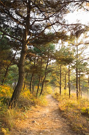 path of stone - Forest Trail Through Pine Trees, Seoul, South Korea Stock Photo - Premium Royalty-Free, Code: 600-02694444