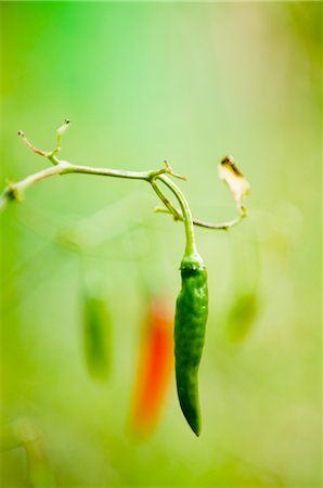 Red and Green Chili Plant Stock Photo - Premium Royalty-Free, Code: 600-02694447