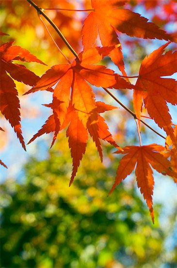 red japanese maple leaves. Japanese Maple Leaves turning