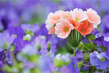 Pink Primroses Amongst Blue Primroses, Bavaria, Germany Foto de stock - Sin royalties Premium, Código: 600-02691451