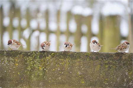 five animals - Five Sparrows Sitting on Fallen Tree Trunk Stock Photo - Premium Royalty-Free, Code: 600-02691466