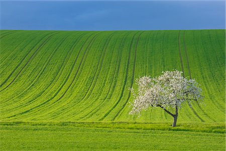 simsearch:600-06505706,k - Corn Field and Blooming Apple Tree in Spring, Spessart, Bavaria, Germany Stock Photo - Premium Royalty-Free, Code: 600-02691472