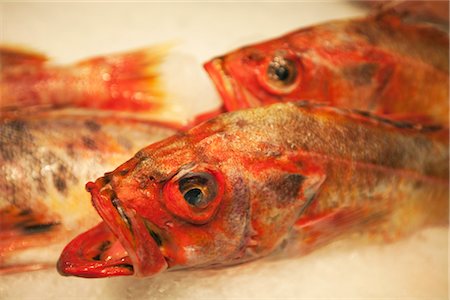 Red Snapper at Fish Market Stock Photo - Premium Royalty-Free, Code: 600-02693495