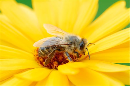 Abeille sur fleur Photographie de stock - Premium Libres de Droits, Code: 600-02693531