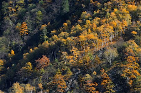 Mountain Forest, Ticino Canton, Switzerland Foto de stock - Sin royalties Premium, Código: 600-02693596
