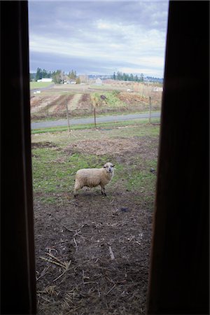 simsearch:700-02670977,k - View of Sheep Through a Barn Door on a Farm in Hillsboro, Oregon, USA Stock Photo - Premium Royalty-Free, Code: 600-02700714