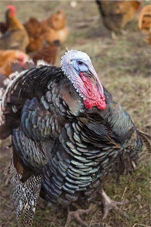 A Large Turkey on a Farm in Hillsboro, Oregon, USA Stock Photo - Premium Royalty-Free, Code: 600-02700713