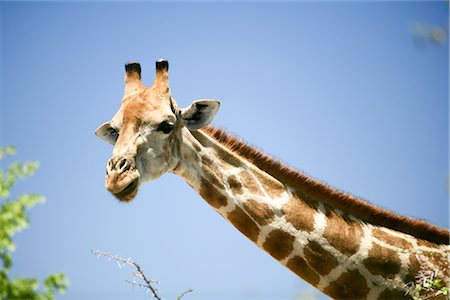 simsearch:700-02659799,k - Giraffe, Etosha National Park, Kunene Region, Namibia Stock Photo - Premium Royalty-Free, Code: 600-02700937