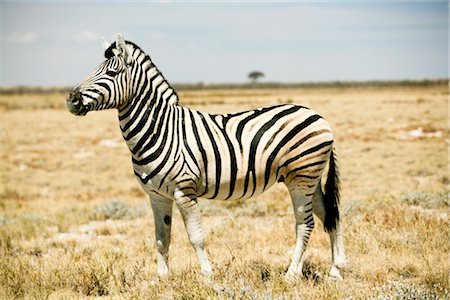 Zebra, Etosha National Park, Kunene Region, Namibia Stock Photo - Premium Royalty-Free, Code: 600-02700939