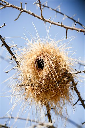 Bird Nest in Tree Stock Photo - Premium Royalty-Free, Code: 600-02700942