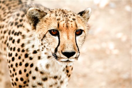 simsearch:700-02659799,k - Close-up of Cheetah, Damaraland, Namibia Stock Photo - Premium Royalty-Free, Code: 600-02700950