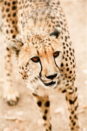 simsearch:700-02659799,k - Close-up of Cheetah, Damaraland, Namibia Stock Photo - Premium Royalty-Free, Code: 600-02700951