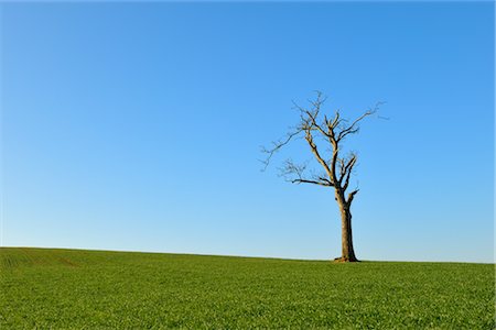 Lone Tree, Hesse, Germany Stock Photo - Premium Royalty-Free, Code: 600-02701073