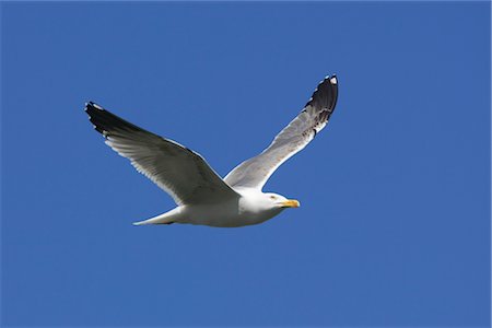 space flight - Seagull in Flight Stock Photo - Premium Royalty-Free, Code: 600-02756812