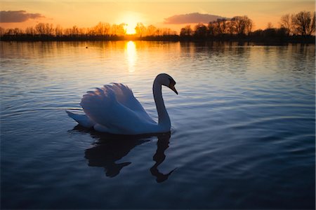 Portrait of Mute Swan at Sunset Stock Photo - Premium Royalty-Free, Code: 600-02756830